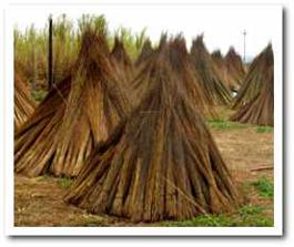 Thatch Suppliers - Cape Reed